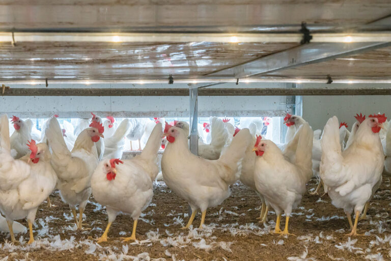 Stallbeleuchtung-Poultry-house-lighting-FlexLED-2-Big-Dutchman
