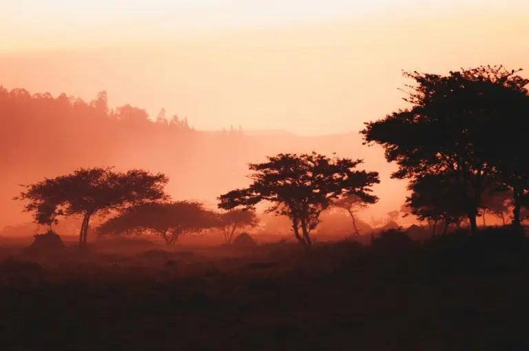 Rwandan hills and trees with mountain landscape at sunrise